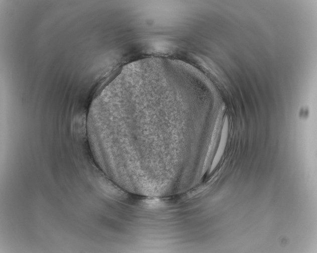 X0000090420425200708101946