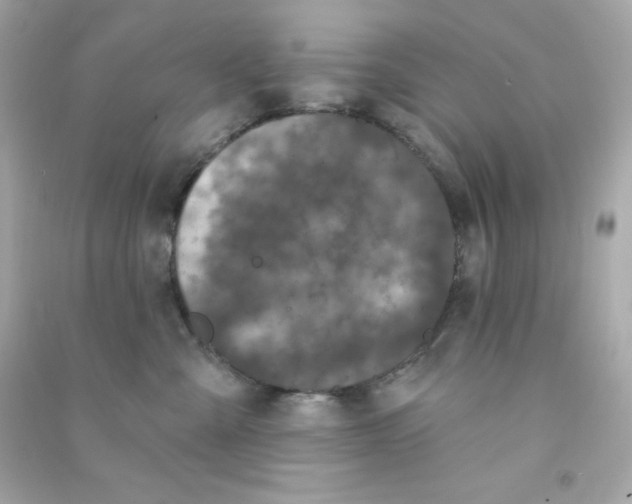 X0000090420427200708101946