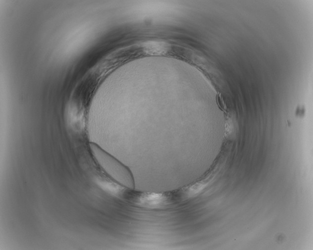 X0000090420431200708101946