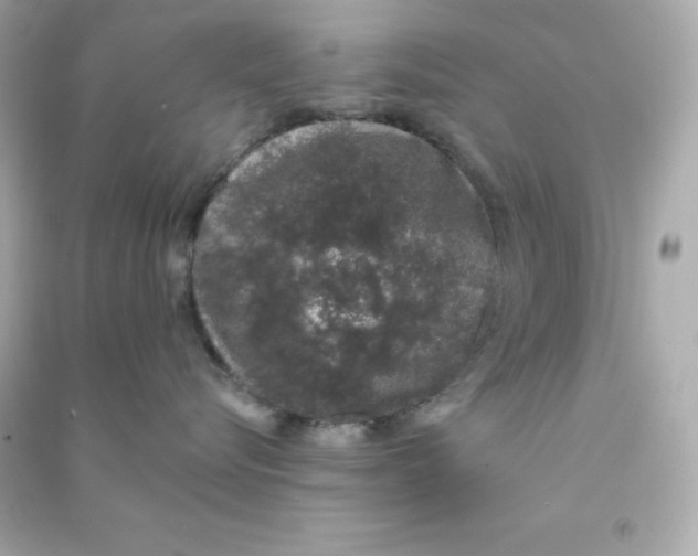 X0000090420576200708101945