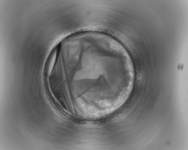 X0000090420678200708101943