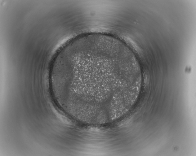 X0000090420684200708101943