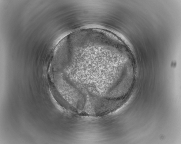 X0000090420905200708101939