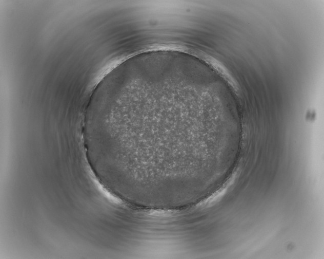 X0000090420985200708101938