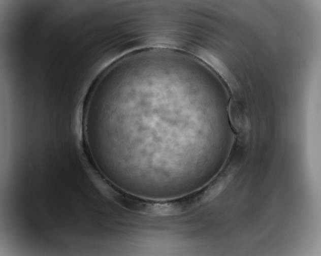 X0000090431128200707131156