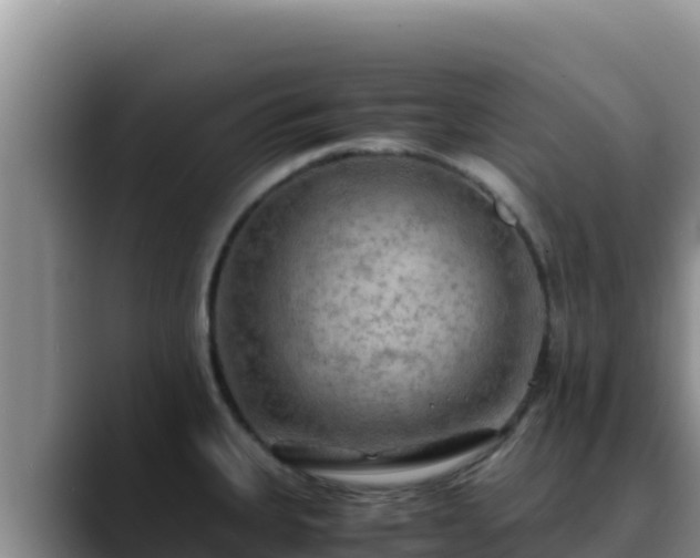 X0000090431335200707201129