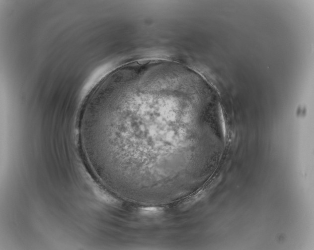 X0000090430053200707272141