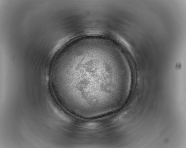 X0000090430059200707272141