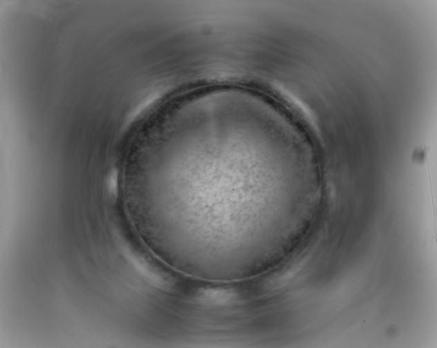 X0000090430067200707272141