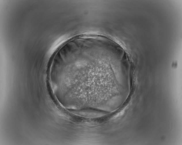 X0000090430199200707272139