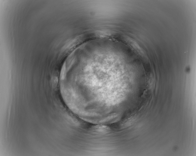 X0000090430427200707272135