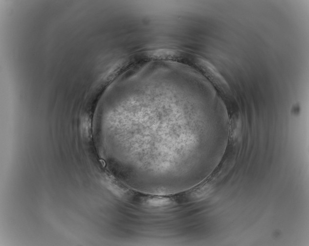 X0000090430669200707272133