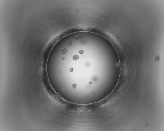 X0000090430736200707272131