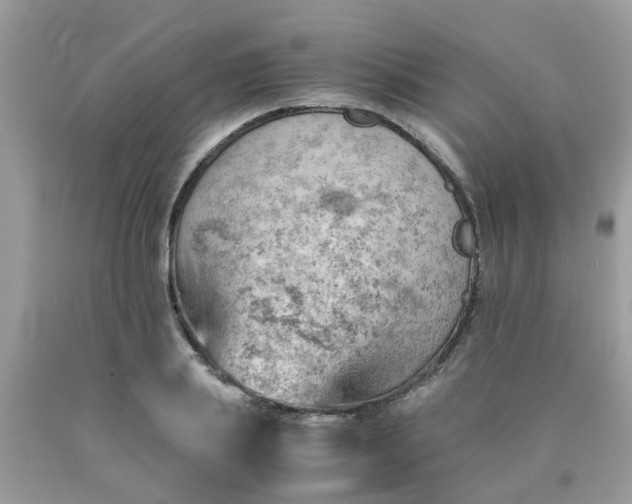 X0000090430839200707272130