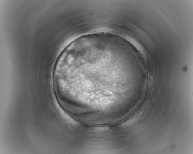 X0000090431055200707272127