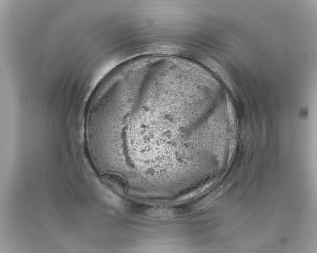 X0000090431083200707272126