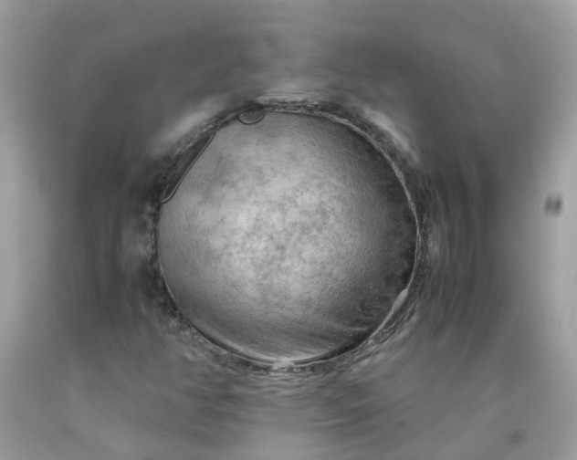 X0000090431350200707272122