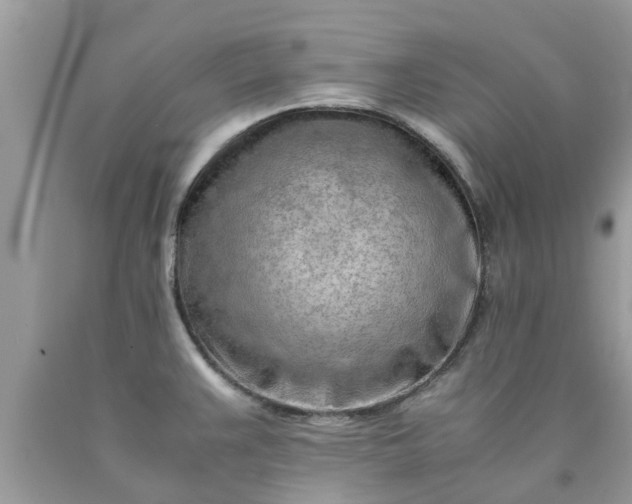 X0000090431383200707272122