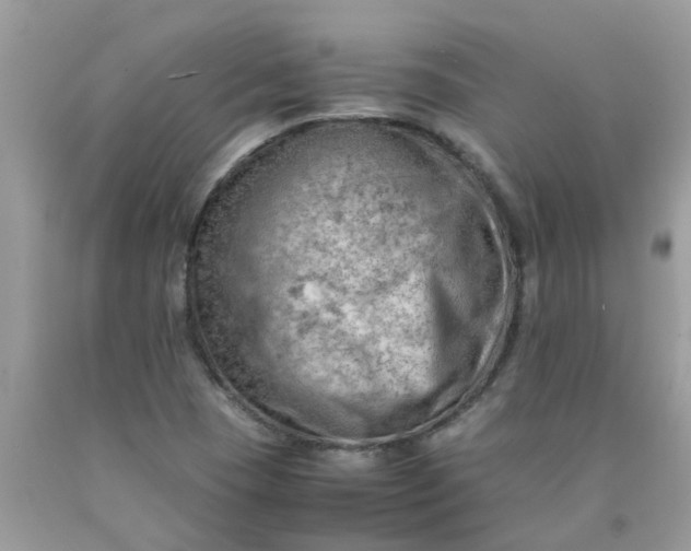 X0000090431409200707272122