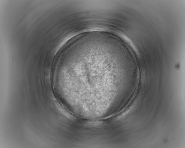 X0000090431417200707272122