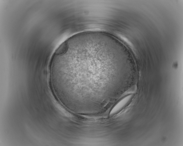 X0000090431467200707272121