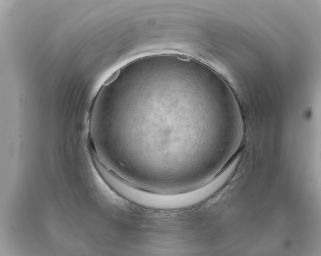 X0000090431524200707272120