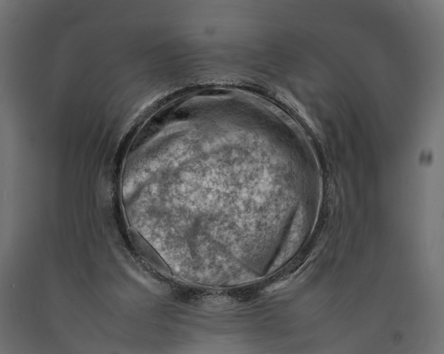 X0000090430203200708031137