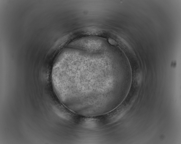 X0000090430268200708031136