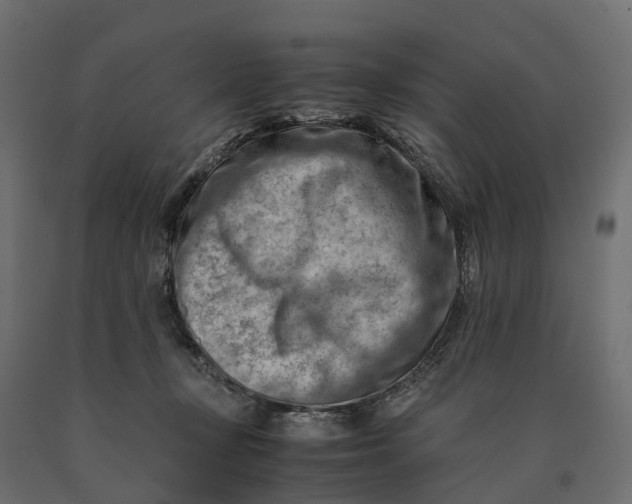 X0000090430367200708031135
