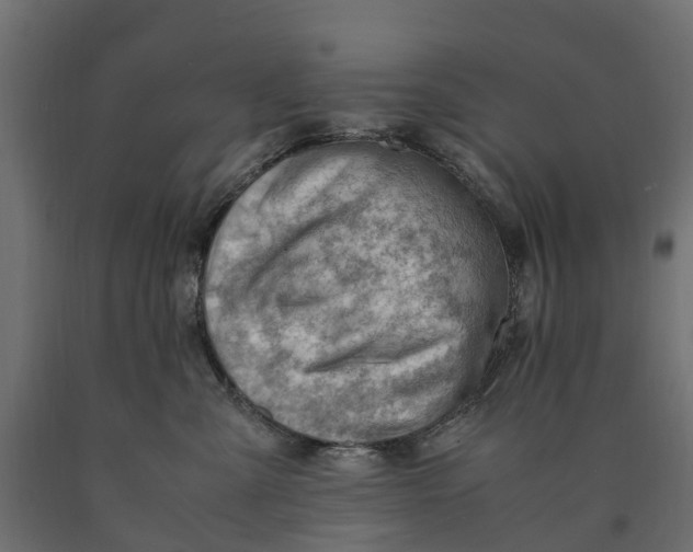 X0000090430427200708031134