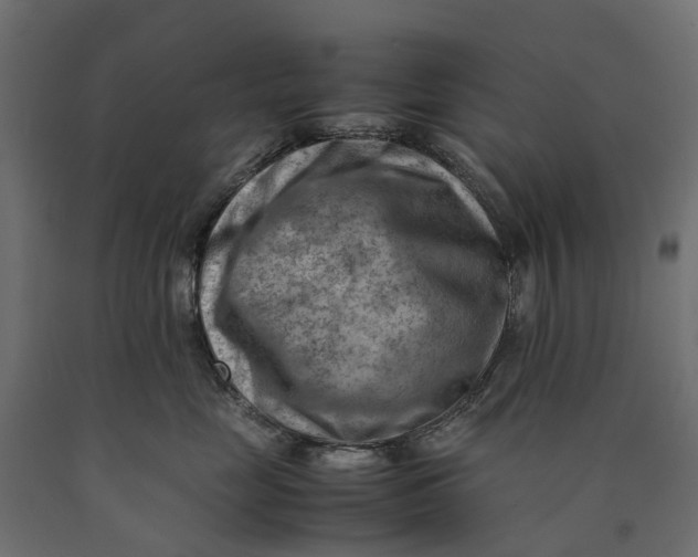 X0000090430669200708031131