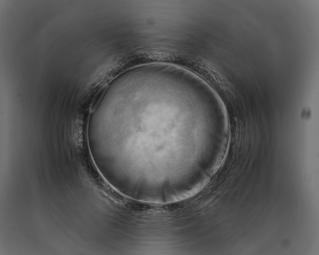 X0000090430696200708031130