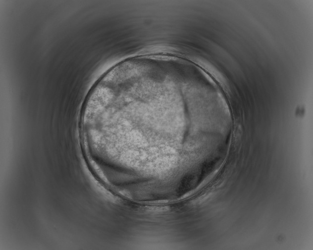 X0000090431055200708031125