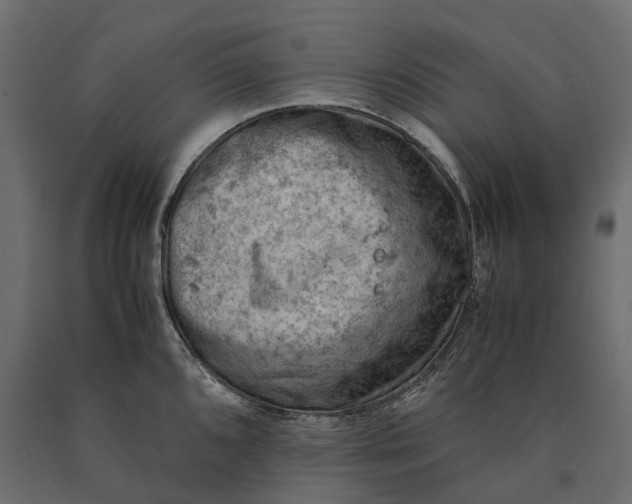 X0000090431096200708031123