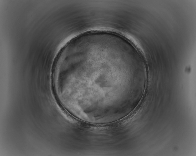 X0000090431237200708031121