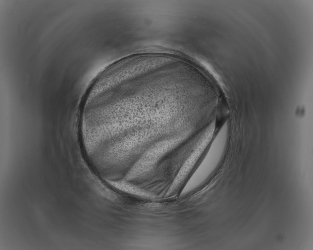 X0000090431463200708031118