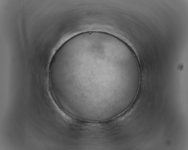 X0000090431525200708031117