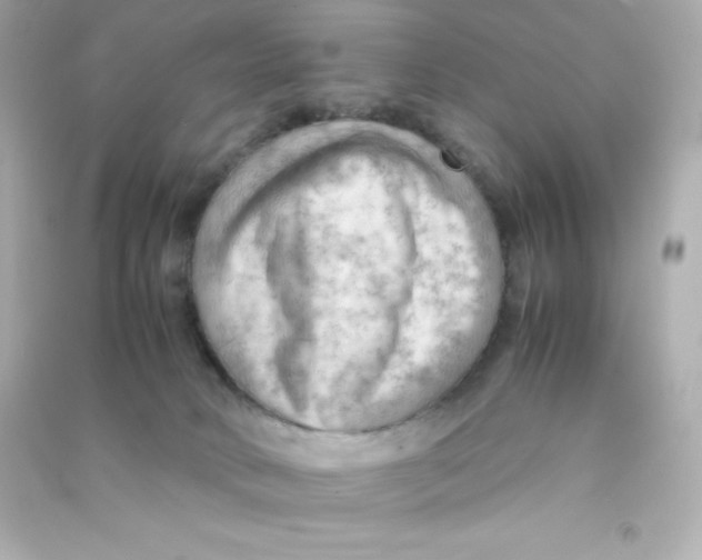 X0000090430034200708102015