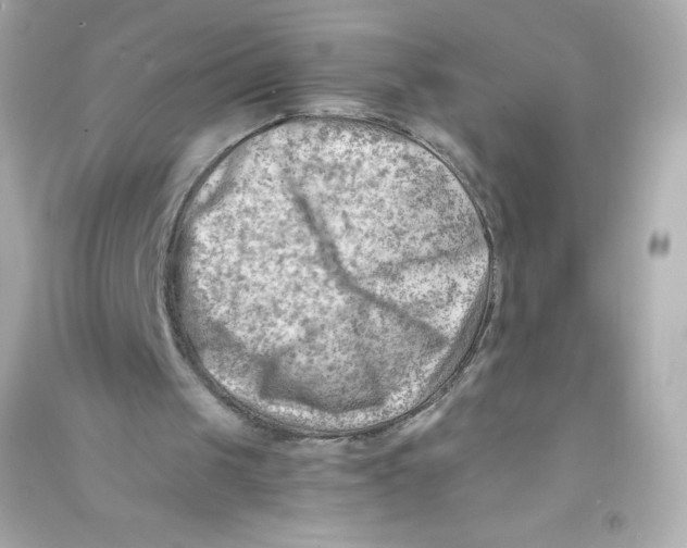 X0000090430049200708102014