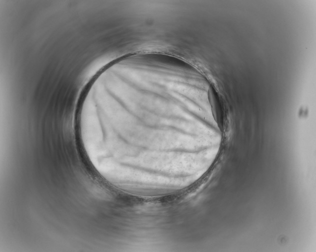 X0000090430196200708102012