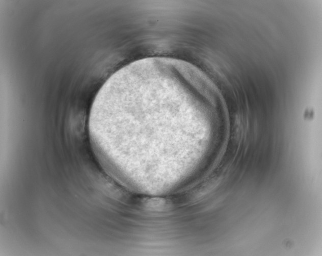 X0000090430230200708102012