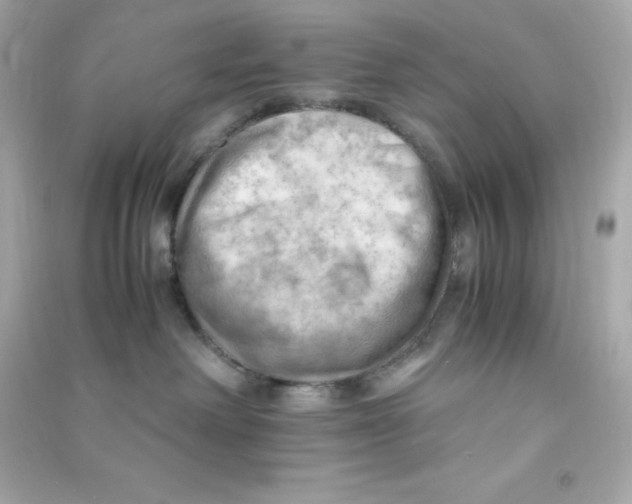 X0000090430238200708102012