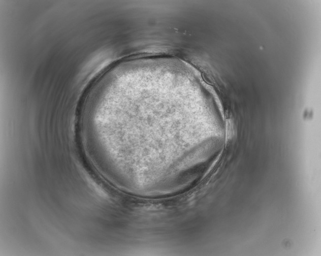 X0000090430243200708102011
