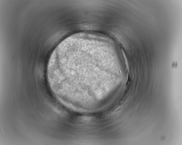 X0000090430255200708102011