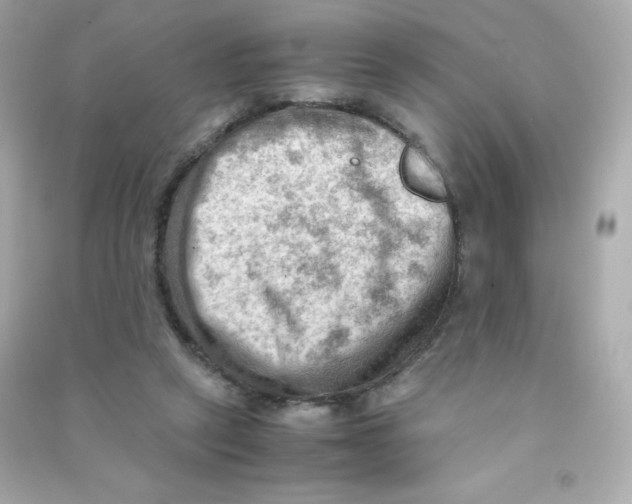 X0000090430257200708102011