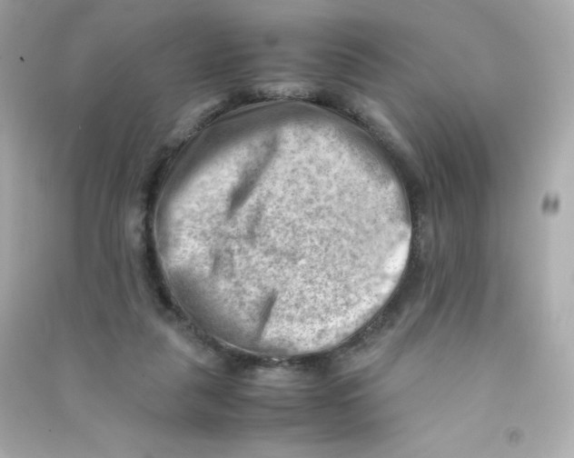 X0000090430259200708102011