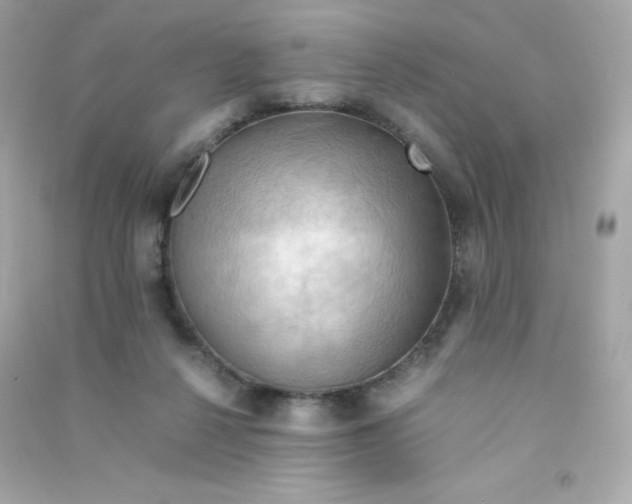 X0000090430264200708102011