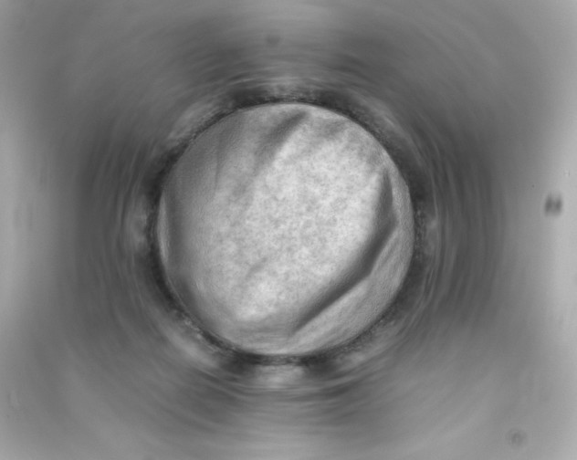 X0000090430266200708102011