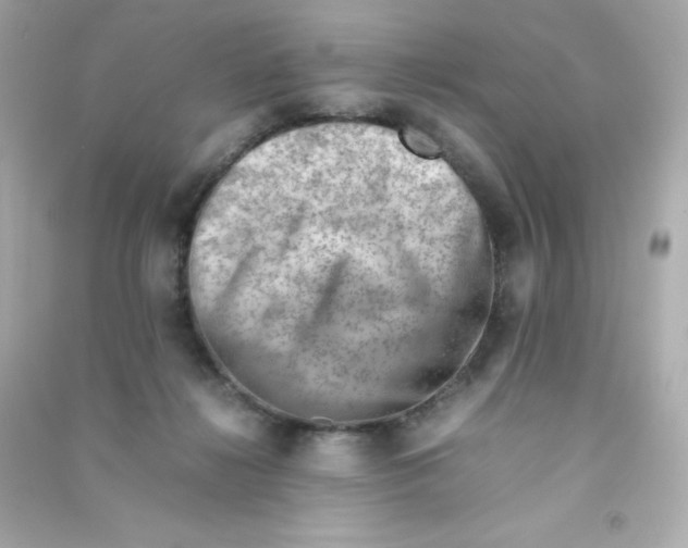 X0000090430268200708102011