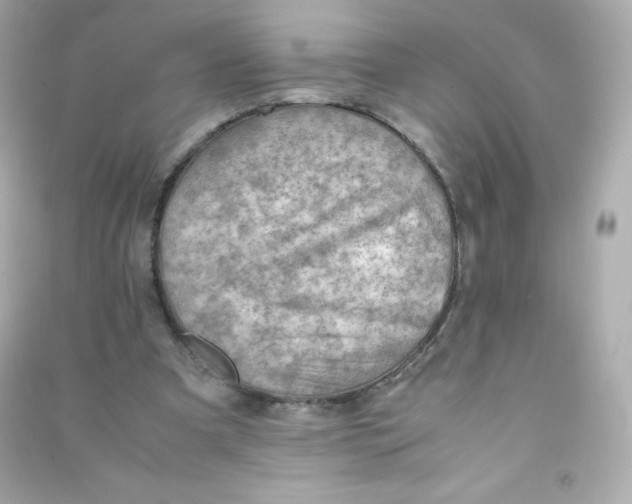 X0000090430297200708102011